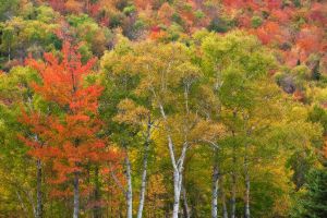 2010Oct04_New Hampshire_0030v2.jpg